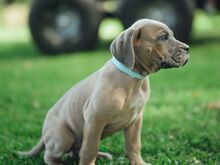 Cane Corso kutsikad
