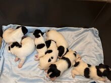 Two Jackrussell Terriers boy and girl