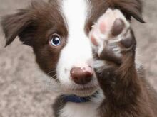Bordercollie kutsikad