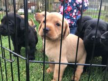 Labradori retriiveri kutsikad