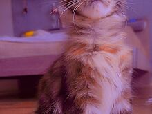 Котёнок мейн-кун