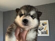 Alaska malamuut