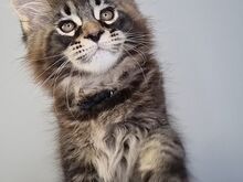 Котята-самцы мейн-кун