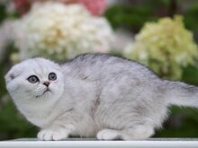 Scottish Fold kiisutüdruk