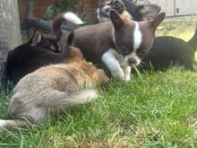 Ilus chihuahua tüdruk – Willow