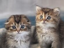 Scottish Fold - Scottish Straight