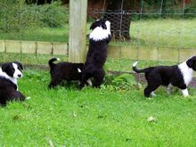 Bordercollie kutsikad