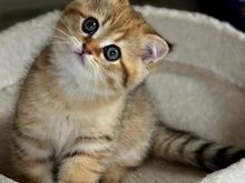 Scottish Straight - Scottish Fold