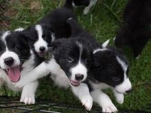 Bordercollie kutsikad