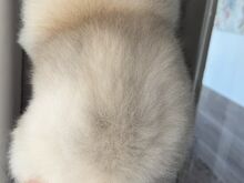 Pommeri
