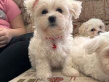 Maltese puppies