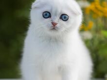 Sinisilmne Scottish Fold poiss