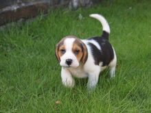 Beagle'i kutsikad