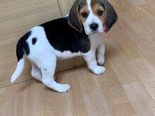 Beagle'i kutsikad