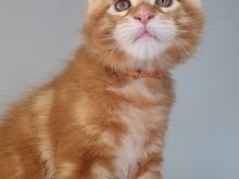Maine Coon kassipojad, isased