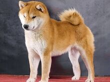Shiba inu puppies