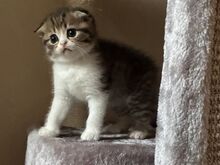 Scottish Fold/Straight kassipojad
