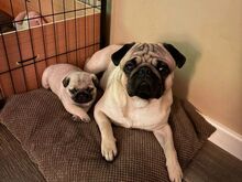 Mops