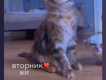 Котёнок мейн-кун
