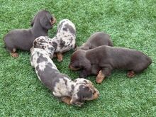 Miniature dachshund puppies