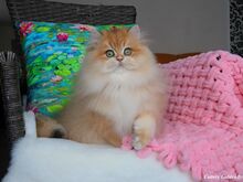 Briti kassipoeg SUPERHIND