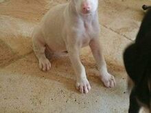Ainulaadsed albiino dobermanni kutsikad.