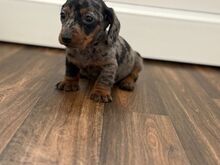 Dachshund puppies
