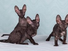 Cornish rex kassipojad