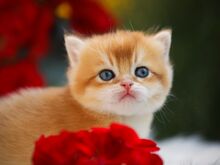 Tõutunnistusega  GOLDEN chinchilla Briti kassipoeg