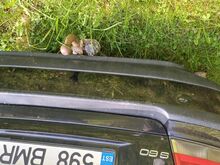 S60 taga stange