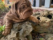 English bulldog puppies