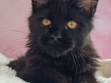 Maine coon