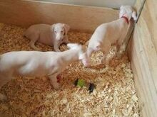 Ainulaadsed albiino dobermanni kutsikad.