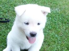 Akita kutsikad