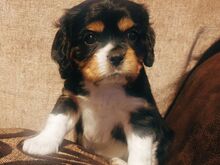 Cavalier King Charlesi spanjeli kutsikad