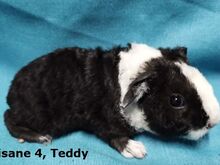 Tõu merisiga Teddy isased