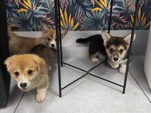 Welsh Corgi Pembroke