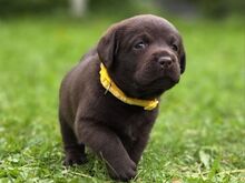 Labradori retriiveri kutsikad FCI