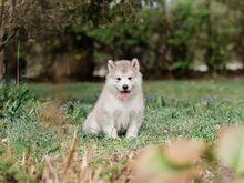 Alaska malamuut