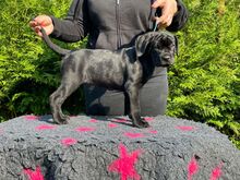 Cane Corso kutsikad