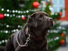 Labradori retriiveri kutsikad FCI