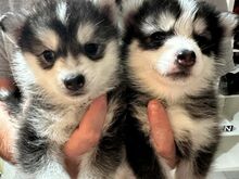 Pomsky