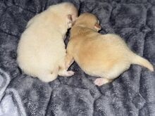 Pomeraniani kutsikas