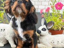 King Charles Spanjel