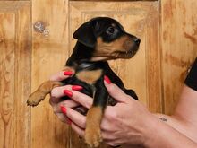 Kääbuspinser, Zwergpinscher, Miniature Pincher