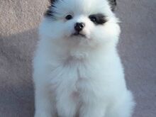 Pomeranian kutsikad
