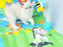 Ragdoll kassipojad.