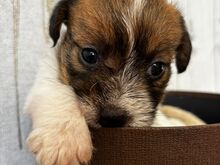 Jack Russelli terjeri kutsikapoiss (FCI/LKF)