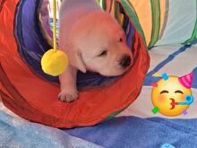 Labrador-retriiveri kutsikad