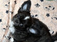 CHIHUAHUA EMANE KUTSIKAS,